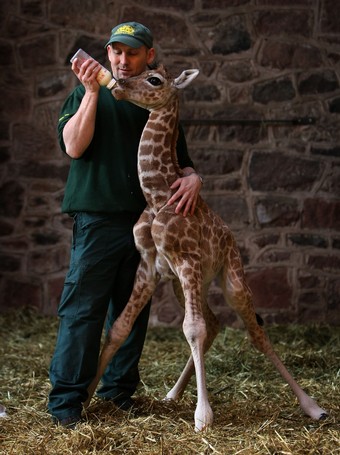 Chester Zoo Unveils New Baby Giraffe